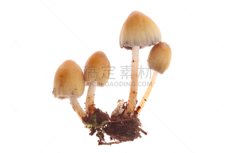 毒蘑菇,真菌,水平画幅,秋天,无人,蘑菇,菌腮,背景分离,植物茎,白色