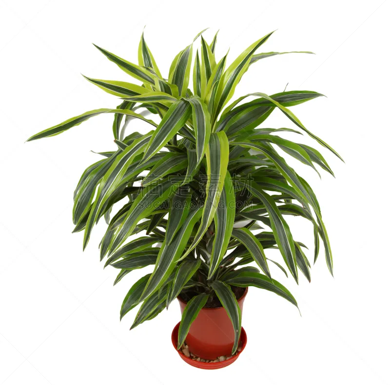 常绿树 多年生植物 植物群 水平画幅 天门冬科 装饰物 室内植物 华丽的 室内 植物图片素材下载 稿定素材 常绿树 多年生植物 植物群 水平画幅 天门冬科 装饰物 室内植物 华丽的 室内 植物图片素材下载 稿定素材