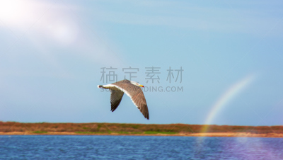 天空,白色,海洋,蓝色,高处,在上面,水,领导能力,半空中,动物身体部位
