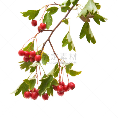 山楂,大量物体,红色,闪亮的,白色背景,背景分离,秋天,食品,图像,浆果