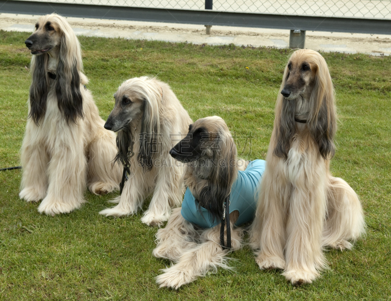 阿富汗猎犬,狗,灰猎犬,有爪哺乳动物,纯种犬,动物群,水平画幅,无人,德国,摄影