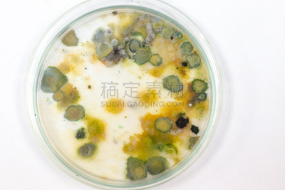 真菌,藻类,大群动物,背景,个性,皮氏培养皿,显微镜,水,生物科技,水平画幅