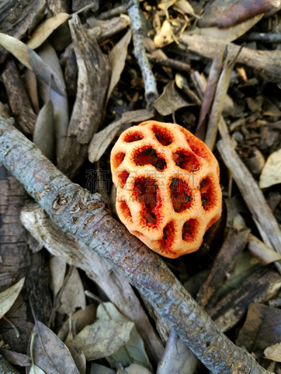 Mushroom lantern