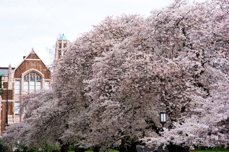 校园,樱桃树,华盛顿洲大学,高中学校建筑,外立面,水平画幅,樱花,无人,户外,学校