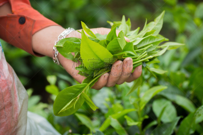 女人,茶叶,茶树,阿萨姆,锡金,大吉岭,慕那尔,自然,水平画幅,有机食品