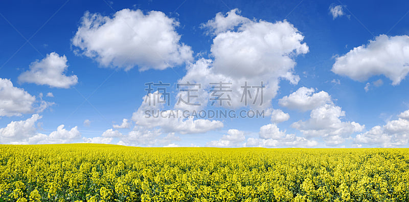 天空,田地,油菜花,云,白色,海洋,水平画幅,无人,户外,草