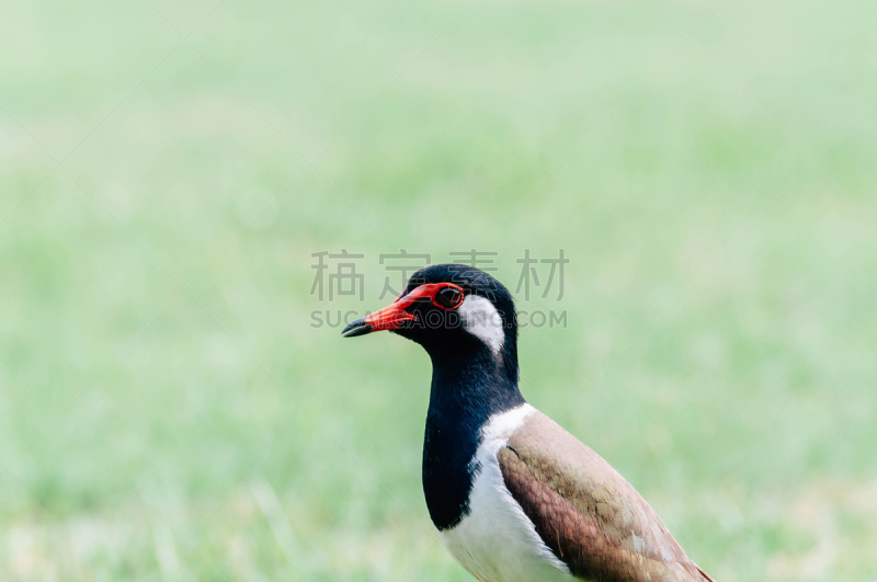 鸟类,麦鸡亚科,红色,金合欢树,水,美,褐色,水平画幅,脊柱,动物身体部位