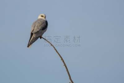 黑肩鸢,白尾食蜂鸟,白尾鸢,优洛县,自然,天空,野生动物,食肉鸟,水平画幅,生物