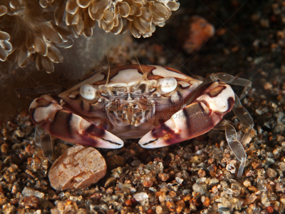 porcelain crab,内格罗斯东方,选择对焦,正面视角,水平画幅,沙子,无人,动物学,水下,野外动物