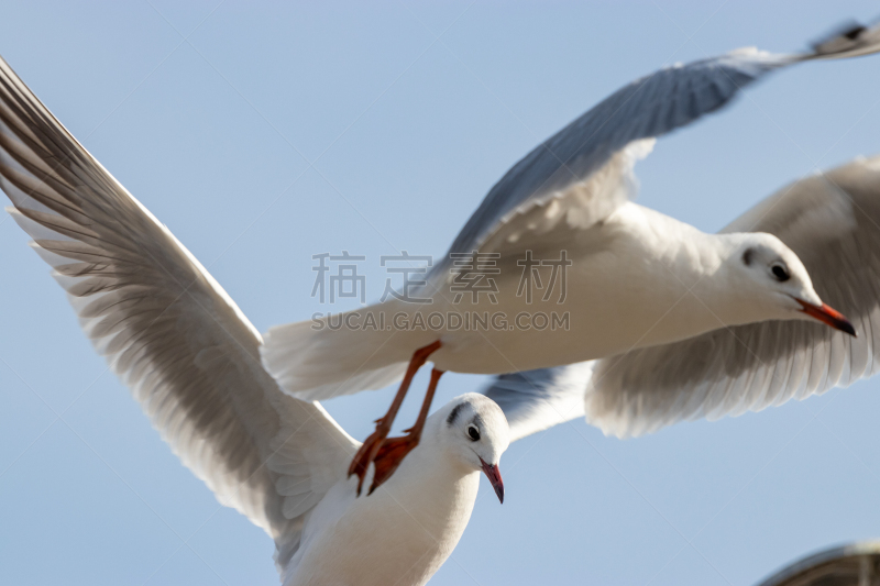 公园,日本,东京,海鸥,城市,自由,野生动物,肖像,river sumida,翅膀