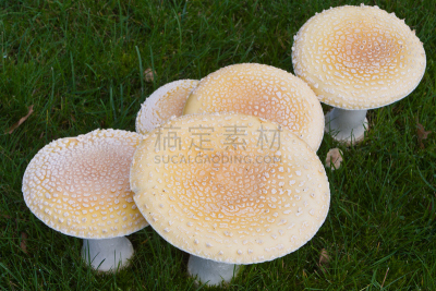 鹅膏菌,蘑菇,伞形毒菌,植物茎,褐色,白色,水平画幅,彩色图片,无人,斑点