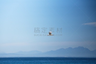 哈氏鸥,南部非洲,非洲,西开普省,图像,海鸥,鸟类,南非,博得斯海滩,天空