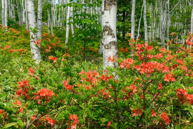 yachiho,杜鹃花,长野县,日本,森林,苏格兰高地,白桦,白桦树,休眠火山,著名自然景观