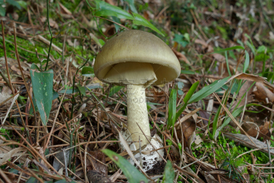 青年人,在底端,鬼笔鹅膏,真菌学,水平画幅,无人,户外,树林,真菌,植物