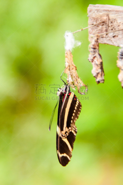 自然,公园,蝴蝶,三只动物,班玛纹长翅蝶,垂直画幅,美,旅游目的地,欧洲,安达卢西亚