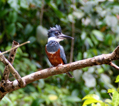 托尔图格诺,哥斯达黎加,翠鸟,tortuguero national park,里蒙省,自然,中美洲,野生动物,水平画幅,鸟类