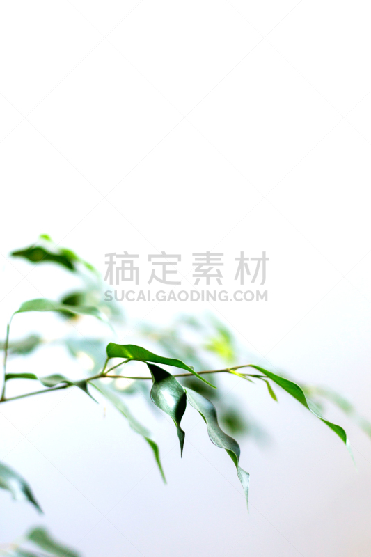 叶子,无花果,白色背景,哭树木,垂直画幅,贺卡,边框,枝繁叶茂,无人,室内植物