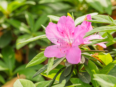 杜鹃花属,园林,粉色,花朵,夏天,特写,组图,杜鹃花,雌蕊,雄蕊