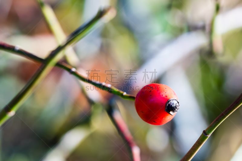 枝,野生植物,水平画幅,无人,生食,组物体,户外,特写,枸杞,植物