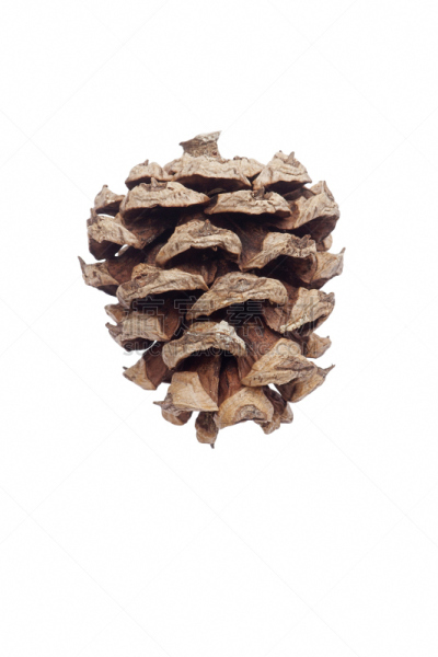松果,树皮,自然,垂直画幅,松树,植物,美国,圆锥,无人,松科