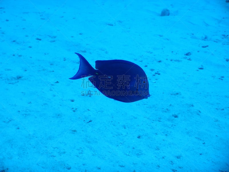 blue tang fish,蓝刺蝶鱼,水,水平画幅,纹理效果,水肺潜水,无人,水下,夏天,生物学