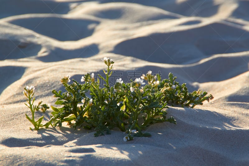 Plant in the sand