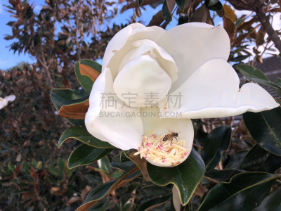 蜜蜂,玉兰类,美,水平画幅,枝繁叶茂,户外,白人,植物,淡水木兰植物,叶子