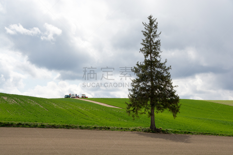 松树,美瑛町,斯普林费德,农业,贺卡,卡车,云杉,丘陵,背景,针叶树