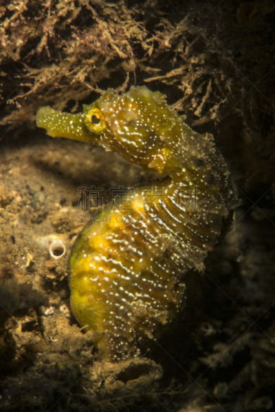 海马,垂直画幅,马尔马拉海,野外动物,在底端,海底,特写,底栖生物带,大特写,鱼类