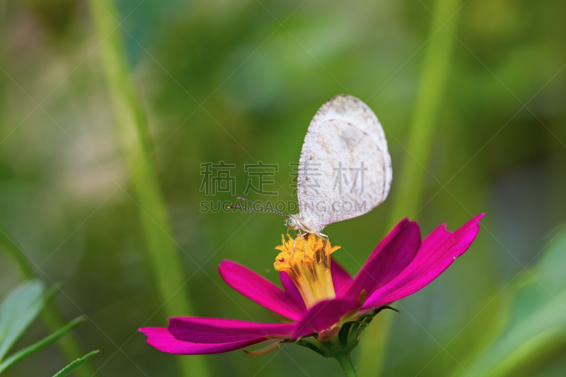 蝴蝶,赛琪,水平画幅,动物身体部位,野外动物,户外,特写,动物腹部,植物,白蝴蝶
