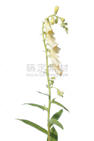 黄花毛地黄,洋地黄玉兰,白色背景,草药,分离着色,毛地黄,野花,垂直画幅,无人,花