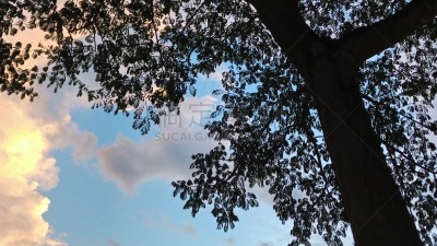 背景,天空,地形,红杉,清新,自然界的状态,边框,热带气候,环境,云