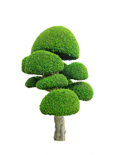 绿色,美属萨摩亚,垂直画幅,枝繁叶茂,无人,古老的,巨大的,夏天,户外,树林