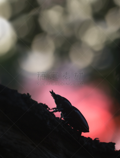 雌性动物,鹿角锹虫,自然美,自然,垂直画幅,无脊椎动物,褐色,无人,巨大的,节肢动物