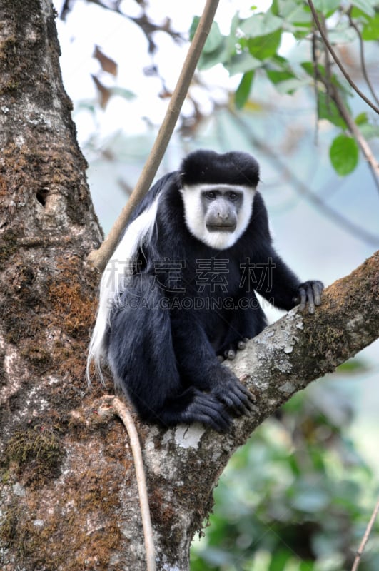 black and white colobus,垂直画幅,正面视角,无人,猴子,野外动物,户外,黑色,一只动物,白色