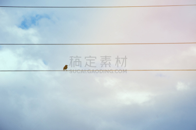 鸟类,电力线,一只动物,树燕,电话线,4k分辨率,电缆,水平画幅,电话机,夏天