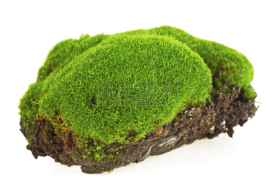 苔藓,绿色,白色,自然,式样,水平画幅,小的,无人,乌克兰,草