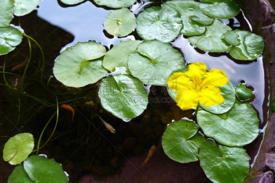 水生植物,水平画幅,无人,夏天,户外,主菜盘,日本青鳉,瓷器,动物,摄影