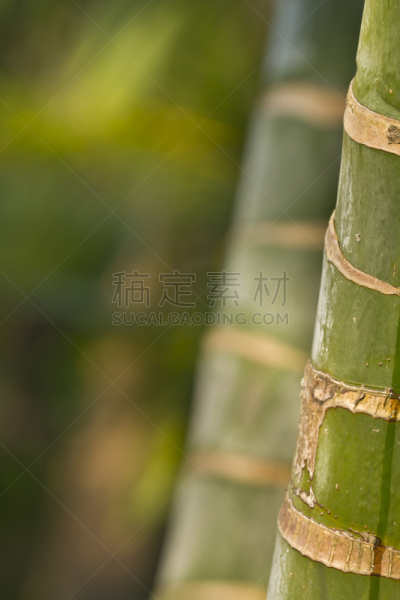 竹,大特写,特莱,奇旺,自然,垂直画幅,绿色,无人,印度次大陆,野生植物