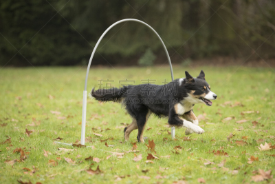 Dog, Border Collie, running in hooper training