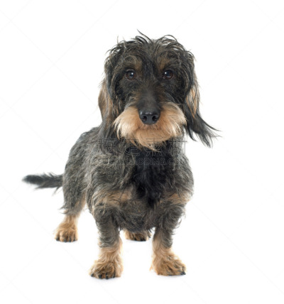 钢毛德国猎犬,垂直画幅,褐色,白色背景,背景分离,影棚拍摄,宠物,腊肠犬,雌性动物,2015年