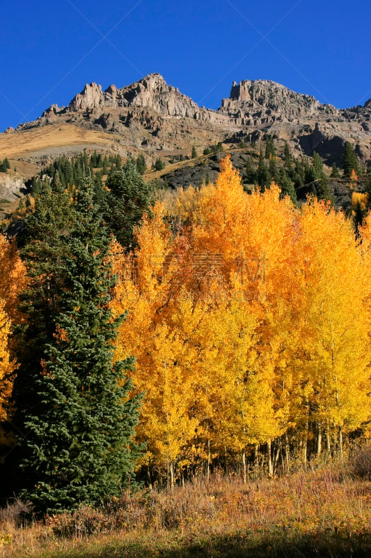 斯奈佛尔斯山脉,山,科罗拉多州,极端地形,杨基仔盆地,白杨类,垂直画幅,天空,雪,无人