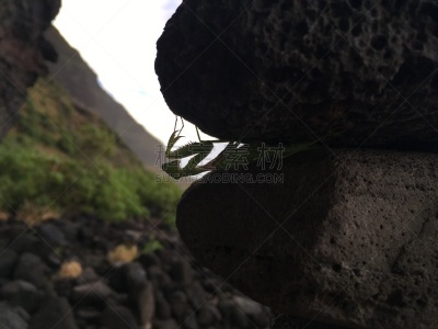 考艾岛,夏威夷,冬天,悬崖,纳柏里海岸,太平洋岛屿,波立黑州立公园,图像,颇里希而海滩,花朵