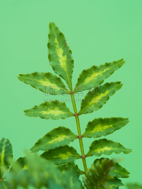 叶子,椒类食物,秦椒,绿色背景,垂直画幅,准备食物,彩色背景,春天,植物,绿色