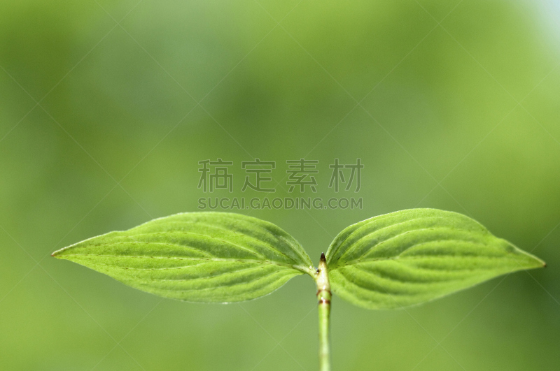 双叶区,自然,花蕾,春天,植物,水平画幅,绿色,新生活,无人,摄影