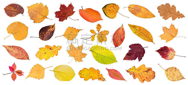 多色的,多样,背景分离,叶子,秋天,组物体,大量物体,黄色,白色,白色背景