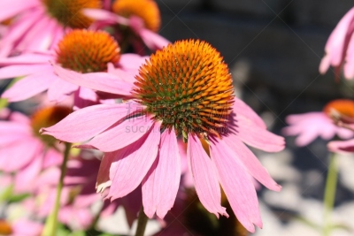 紫锥花,金花菊,海胆亚目,因斯布鲁克,树园,温带的花,美,芳香的,水平画幅,无人
