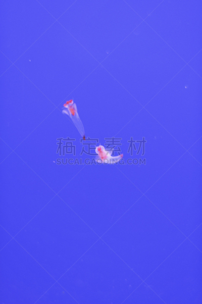 冰海精灵,垂直画幅,无人,日本,动物,水下,北海道,摄影