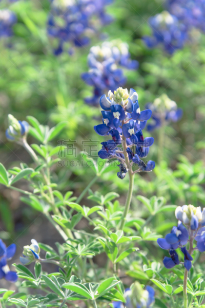 矢车菊,美国,德克萨斯,特写,州,垂直画幅,山,无人,草原,户外