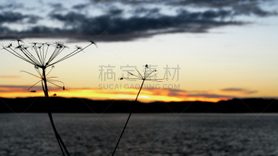 Overblown cow parsley - from the swedish lake Orsasjön in the county Dalarna.